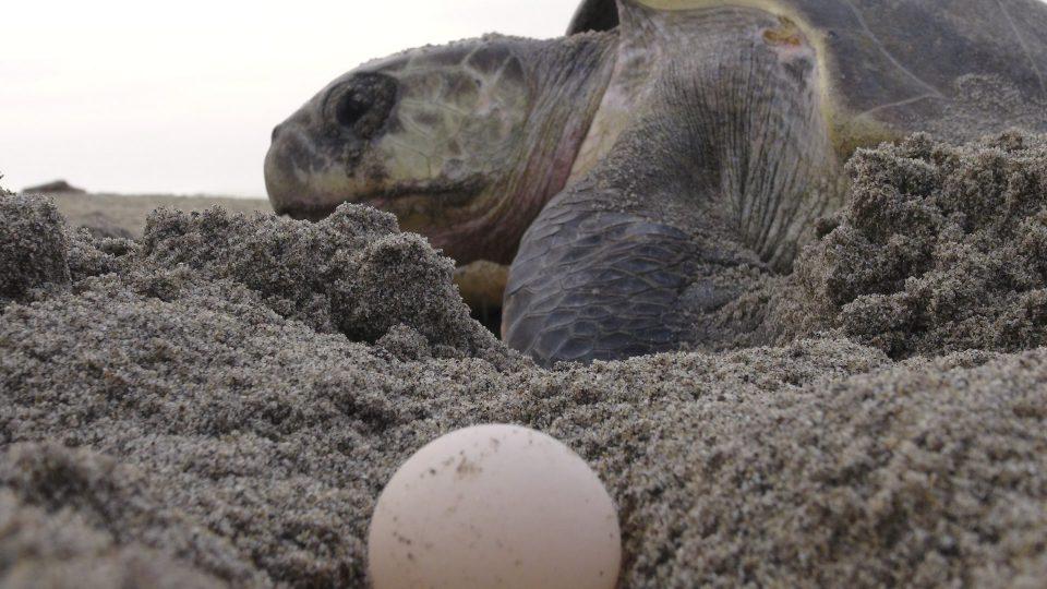 Tormenta tropical Narda destruyó 8.4 millones de huevos de tortuga en Oaxaca