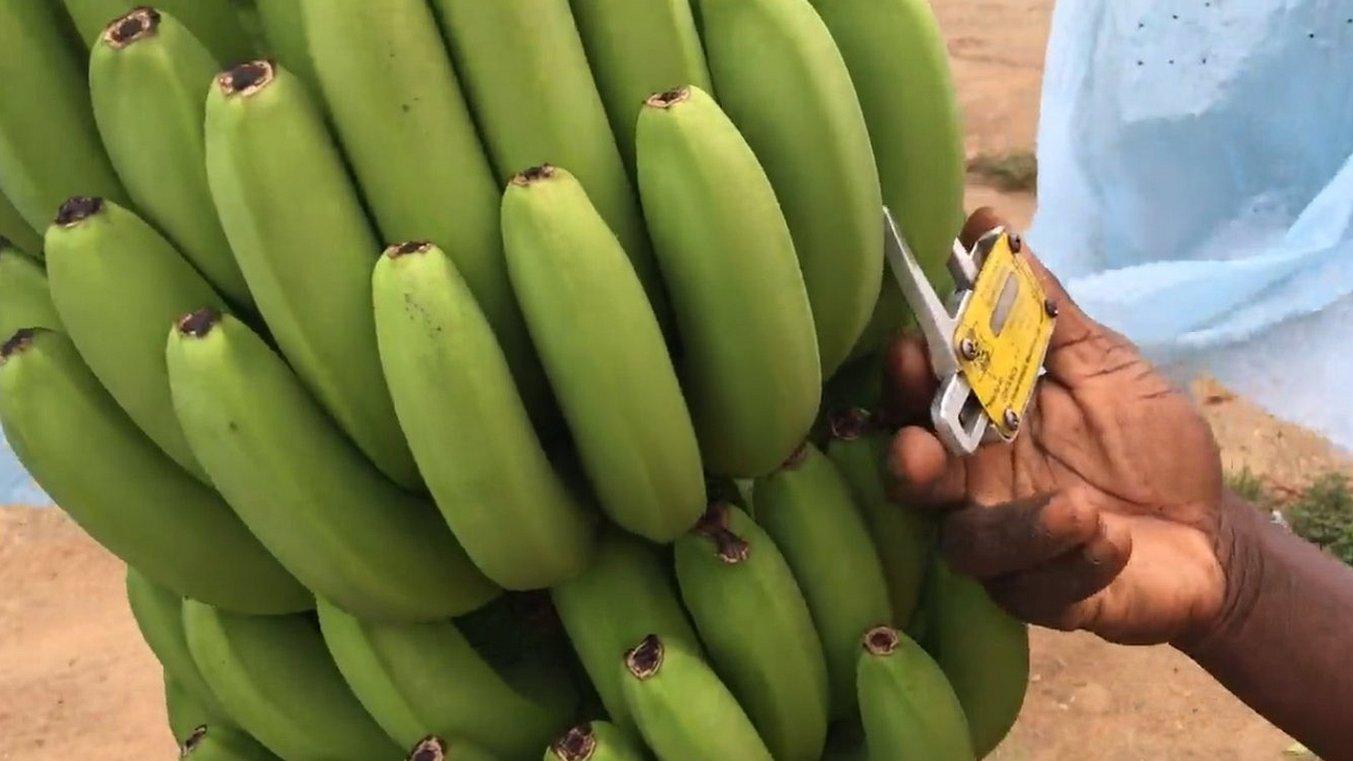 La remota plantación que podría tener la clave para ganar la batalla y salvar las bananas del mundo