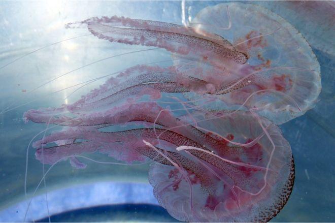 Silvio Greco, el biólogo marino italiano que explica por qué deberíamos empezar a comer medusas
