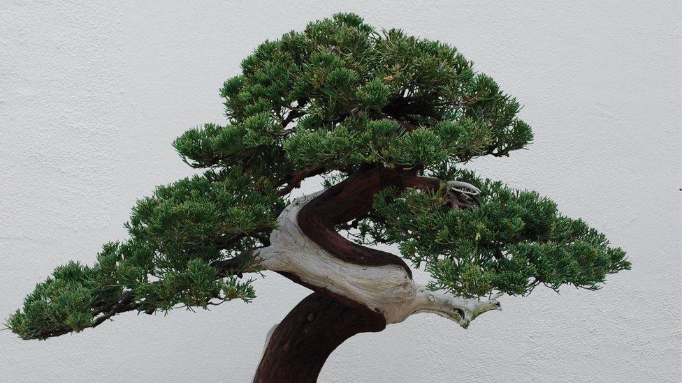 Roban un bonsái de 400 años en Japón, y su dueño solo pide que le den agua
