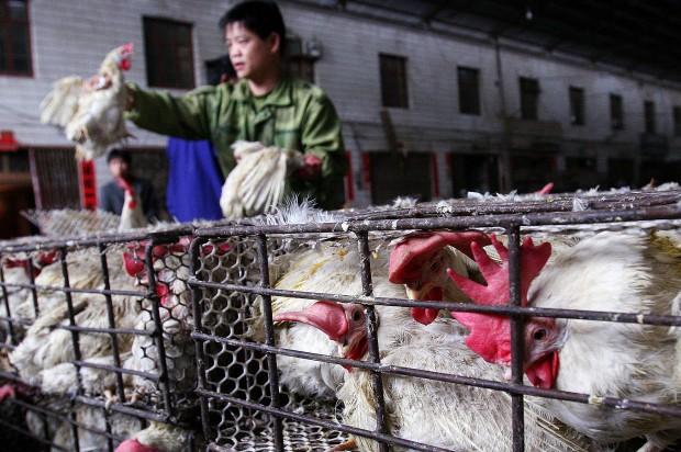 Embargan almacén chino que vendía pollo de hace casi medio siglo