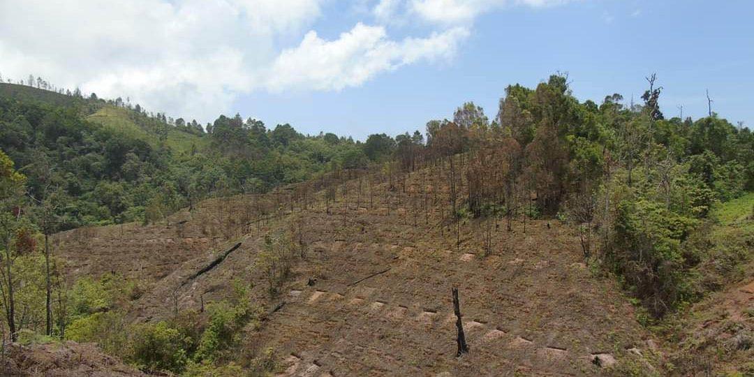 México: revivir bosques donde antes crecían amapolas
