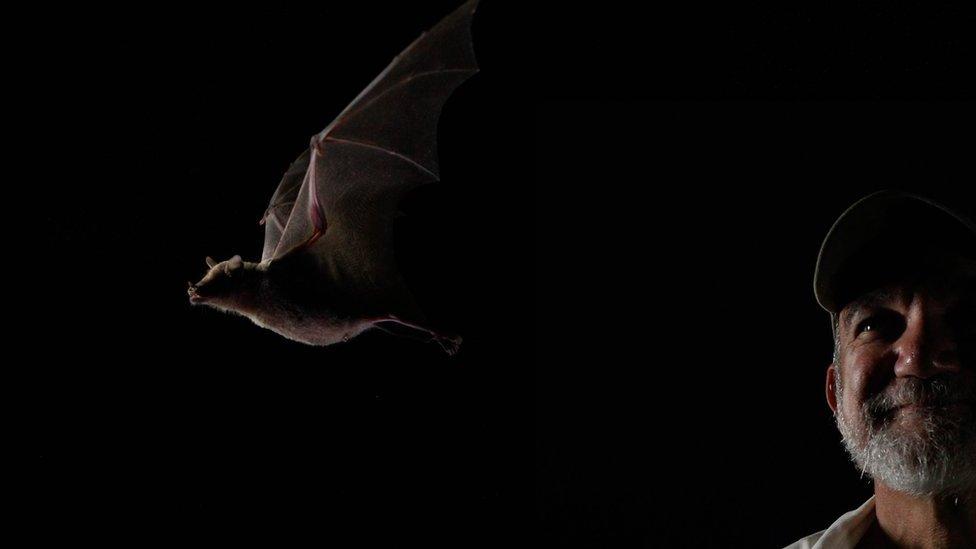 Rodrigo Medellín, el Batman de México y su batalla por proteger a los murciélagos