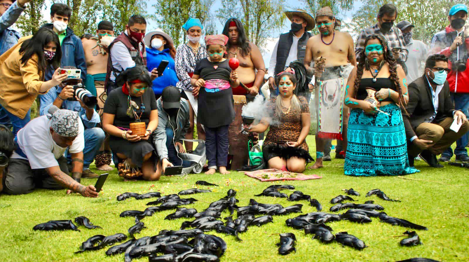 Contaminación y depredadores: ajolotes liberados en Xochimilco podrían morir, advierten expertos