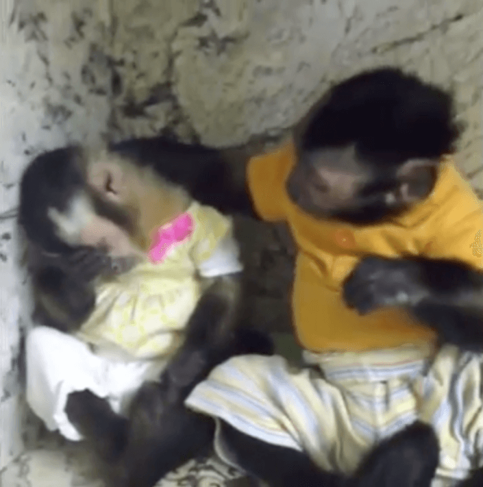 Un mono consuela a su amigo