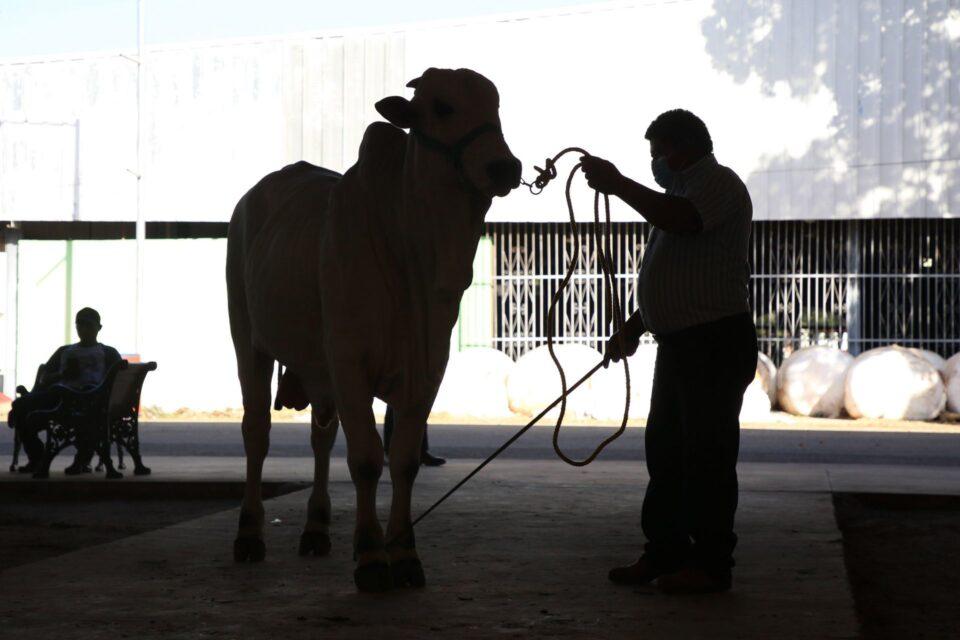 Cada año, hasta 1 millón de reses ingresan ilegalmente a México desde Centroamérica; este tráfico implica