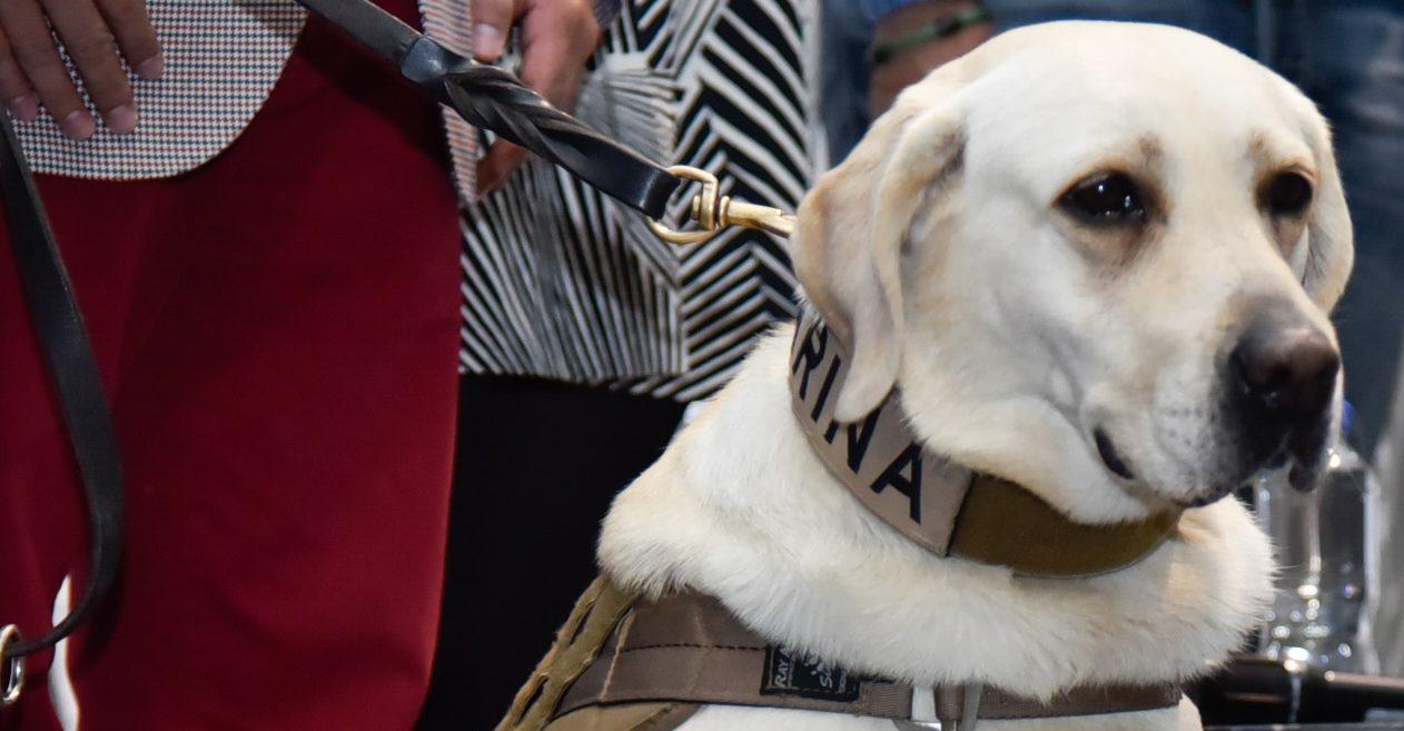 ¡Adiós, Frida! La Marina despide a la perrita rescatista tras 10 años de servicio