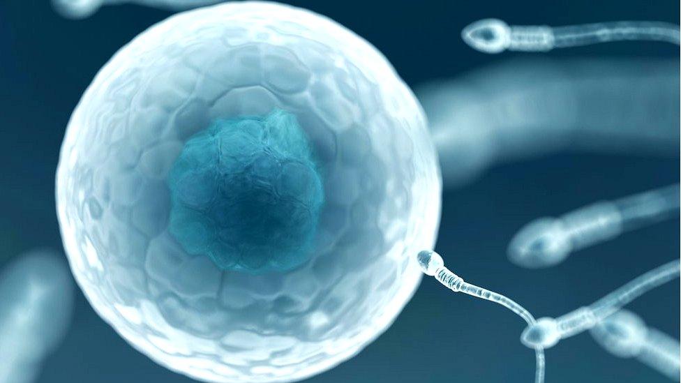 Crean los primeros óvulos humanos de laboratorio, un esperanzador avance para preservar la fertilidad de niñas sometidas a tratamientos contra el cáncer