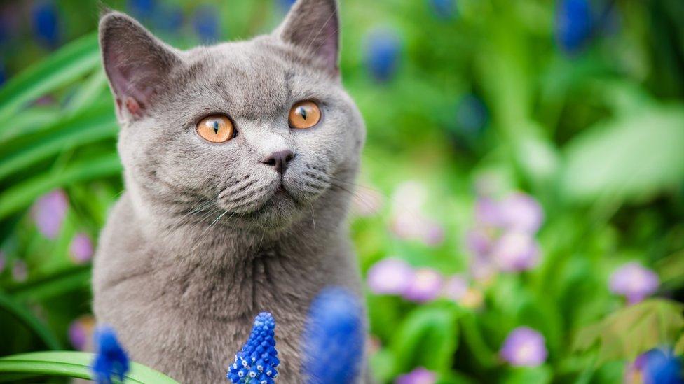¿Por qué un pueblo en Nueva Zelanda pretende prohibir los gatos domésticos?