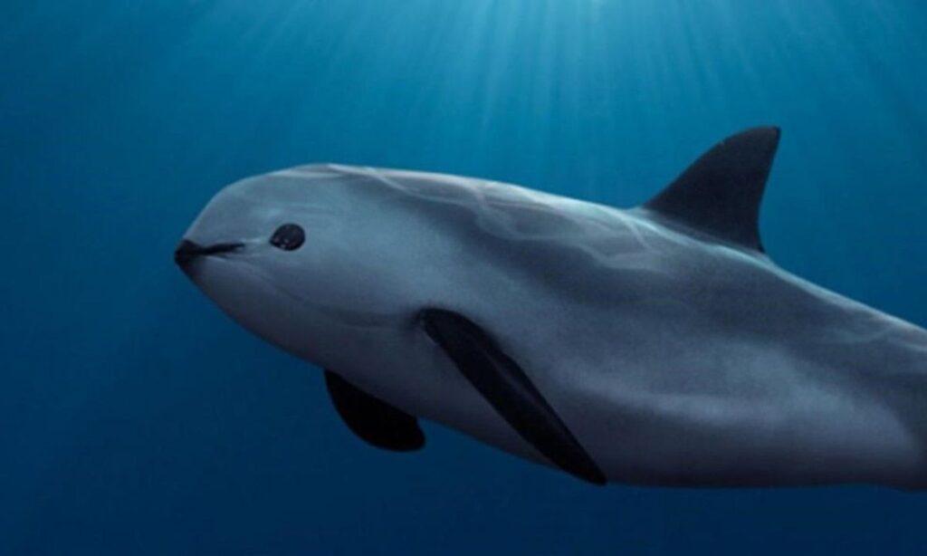 Siguen esfuerzos por *salvar a la vaquita marina de la extinción* en México