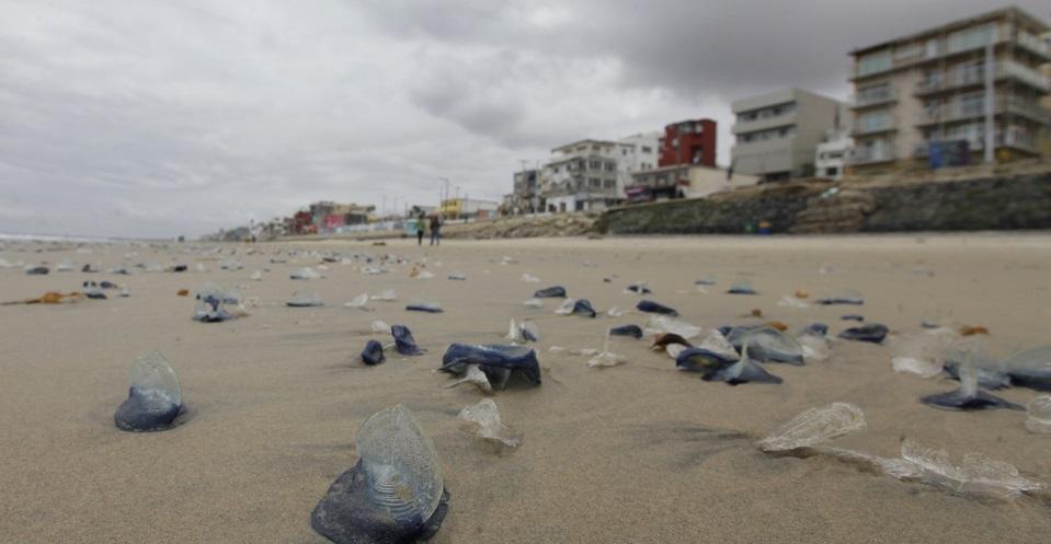 La política sobre cambio climático ha sido un fracaso en México, reconoce el Instituto de Ecología
