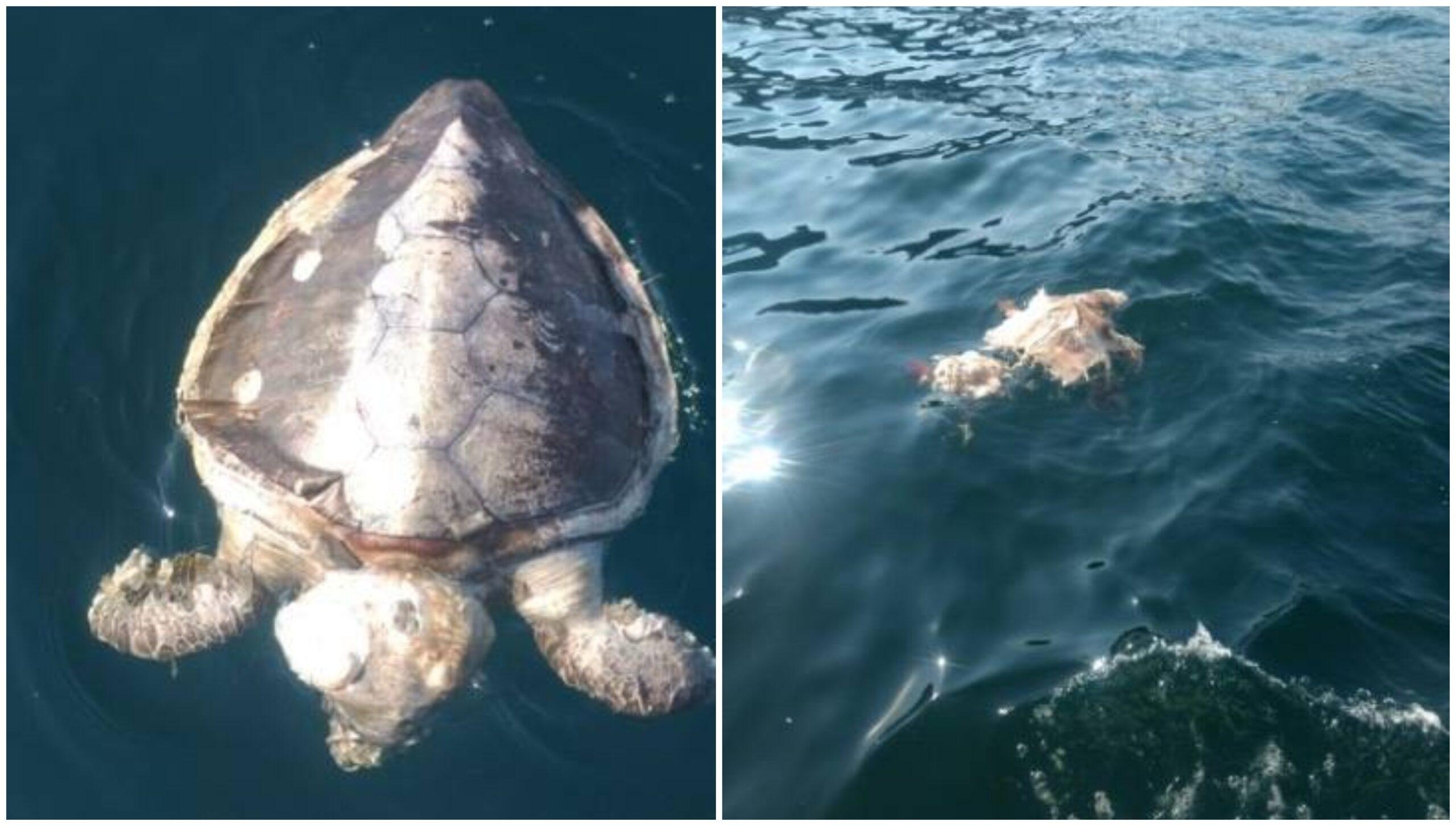 Encuentran 101 tortugas muertas en playas de Guerrero