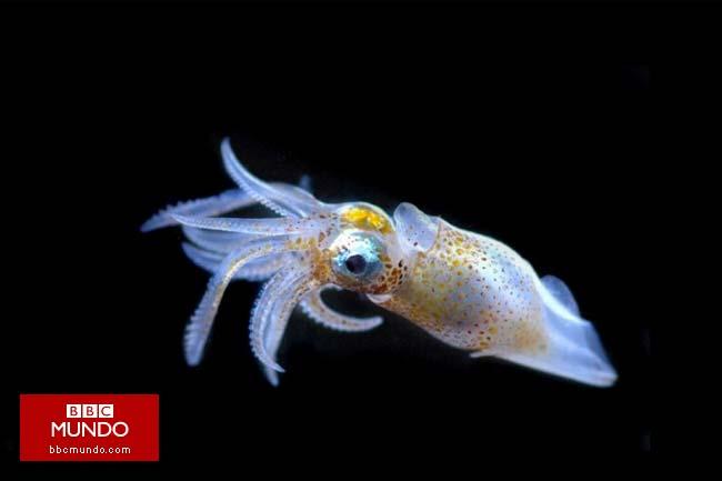 El maravilloso mundo de los microorganismos marinos