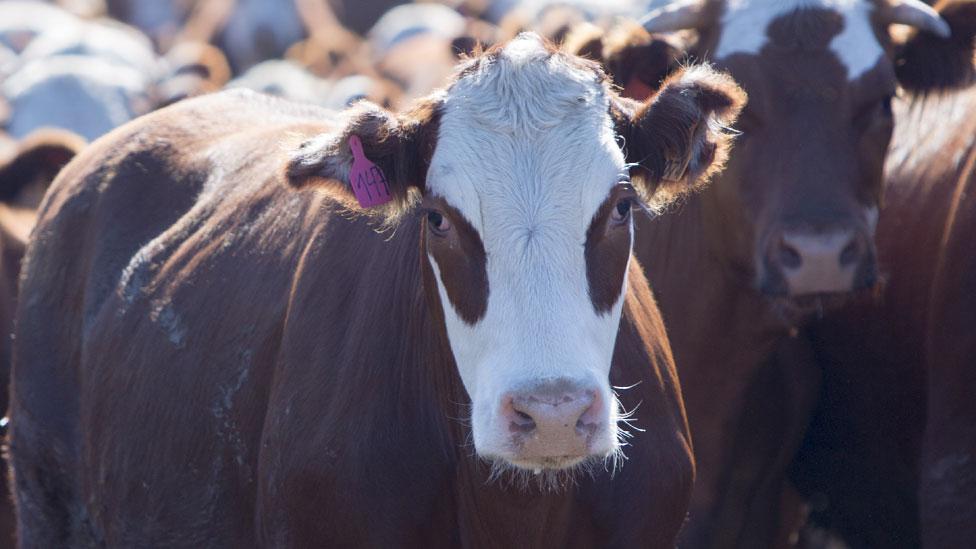 ¿Es la carne de Sudamérica la más dañina para el cambio climático?