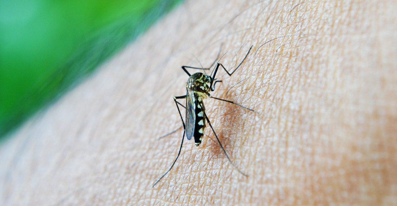 Inicia la temporada del dengue y zika, te decimos cómo prevenirlas