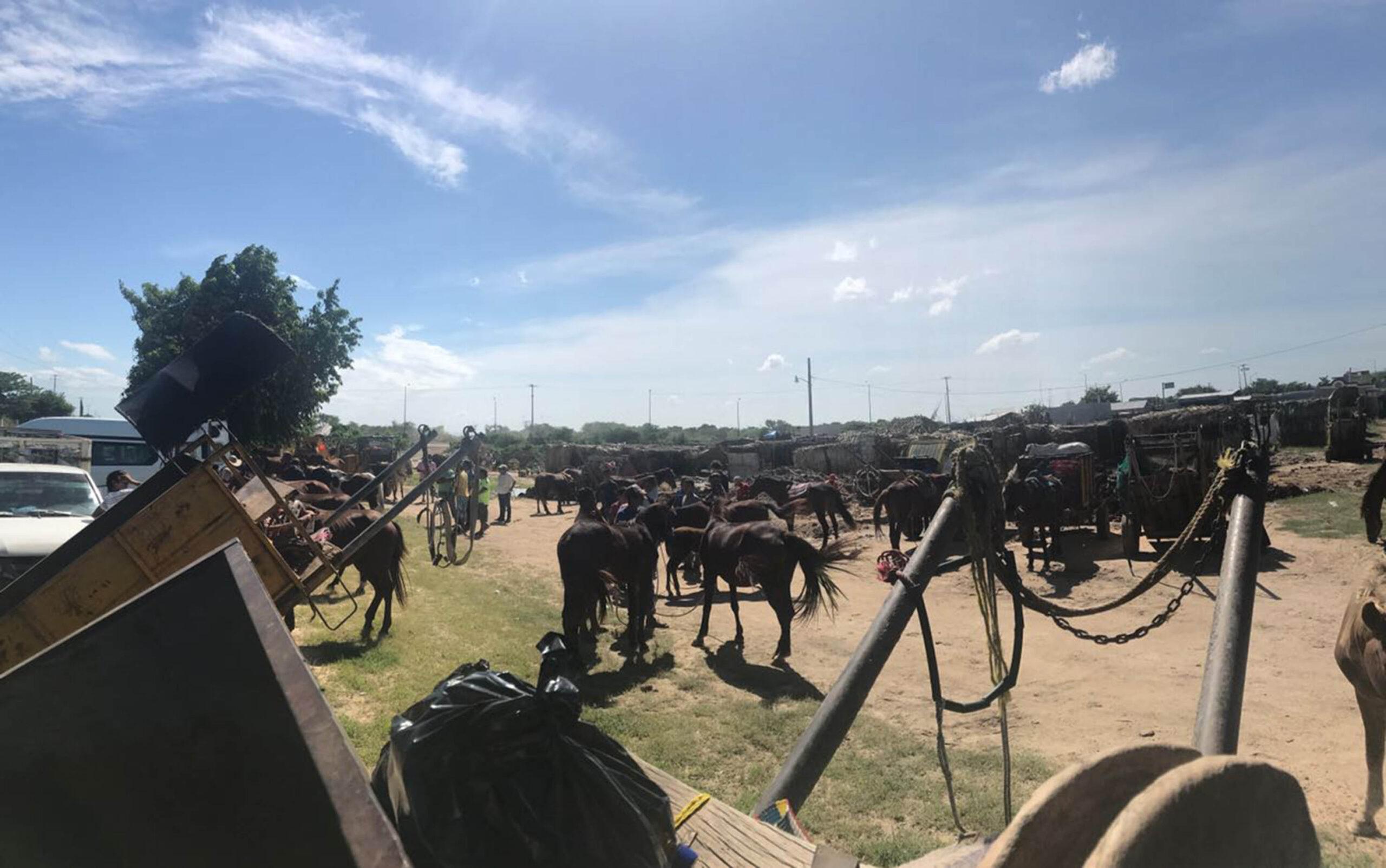 Caballos y mulas, los otros brigadistas de cuatro patas que ayudaron en Juchitán luego del sismo