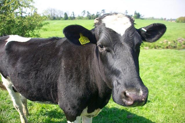El robot que calma a las vacas lecheras
