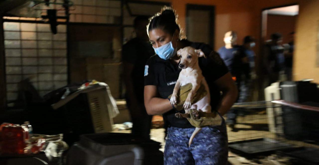 Rescatan a 55 perros maltratados en una casa de Lindavista, CDMX; serán dados en adopción