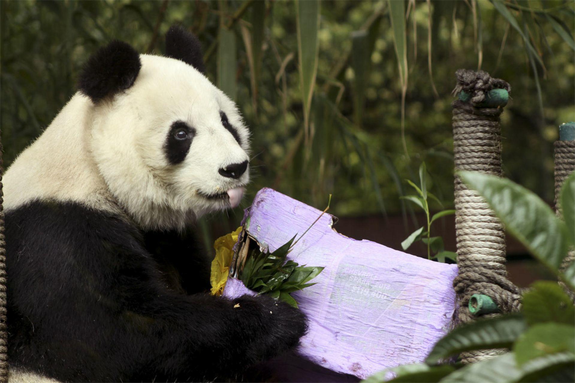 Te extrañaremos, Shuan Shuan: *muere la panda gigante más longeva de México*