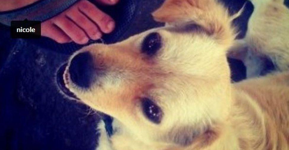 Cómo un perro en México ayudó a lanzar Instagram y esta se transformó en una gigante de las redes
