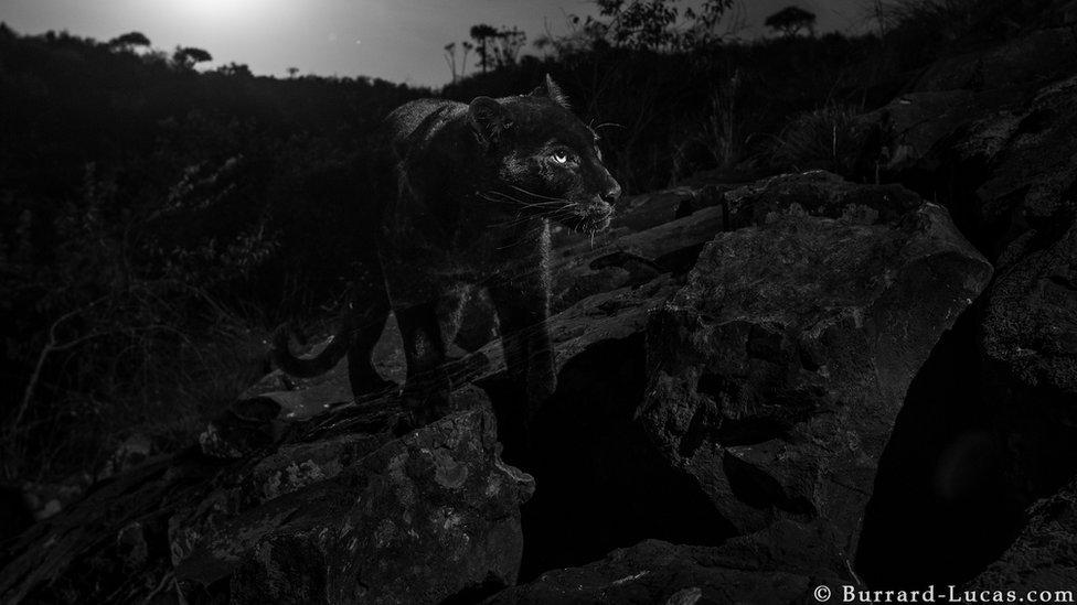 La pantera negra: la extraordinaria fotografía de este sigiloso gran felino (y por qué deberíamos llamarlo “leopardo negro”)