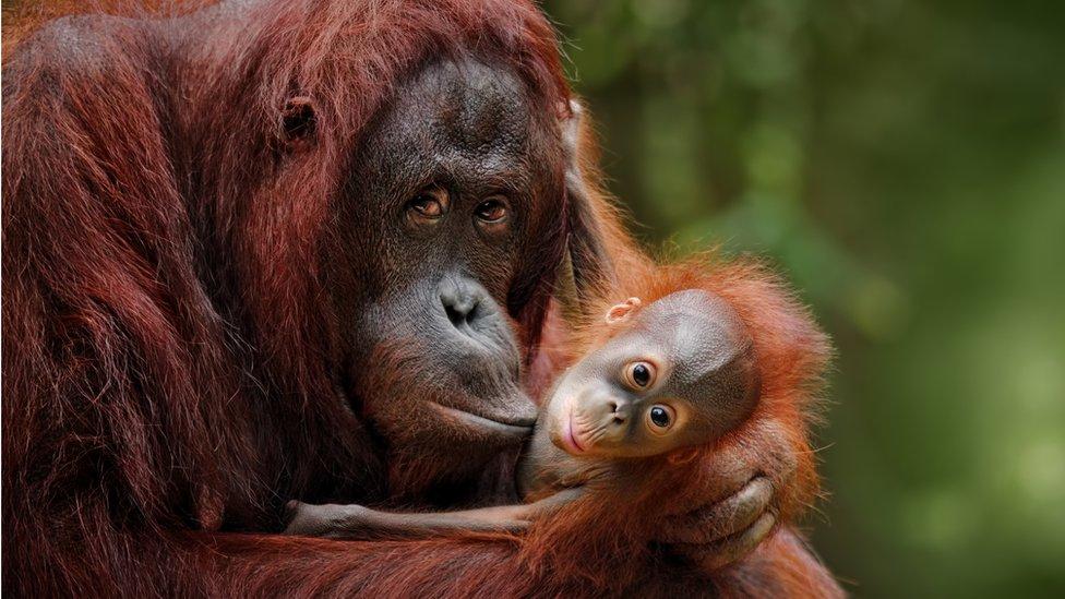 5 emociones que no son exclusivas de los humanos
