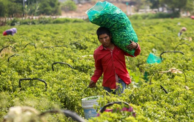 Guerrero, el estado donde no hay trabajo para los jornaleros agrícolas