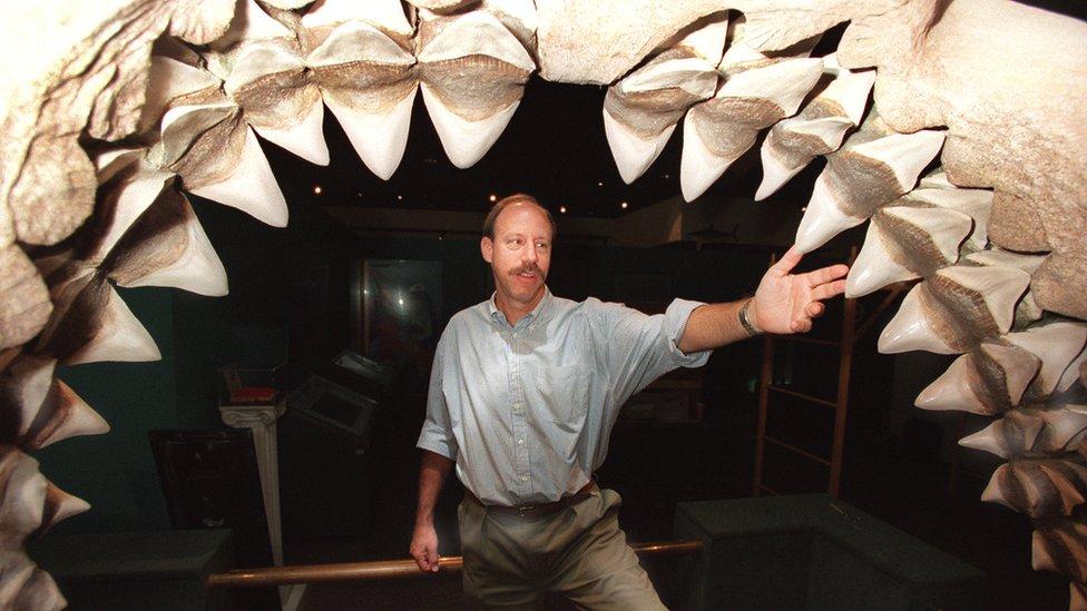 Cómo era el megalodón, el gigantesco tiburón prehistórico de Florida traído al cine
