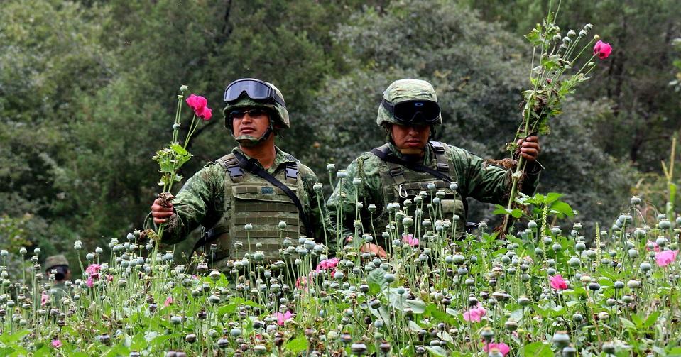 ¿Qué hacer con la amapola? AMLO y Sánchez Cordero plantean rutas de acción