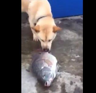 El perro salvavidas… de peces