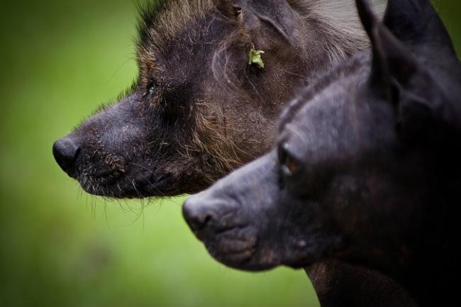Proponen pena de hasta tres años de prisión a quien maltrate a animales