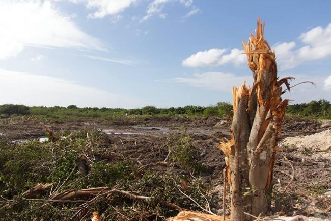 Fonatur defiende el proyecto del Malecón Tajamar; no concluyó el rescate de fauna: activistas