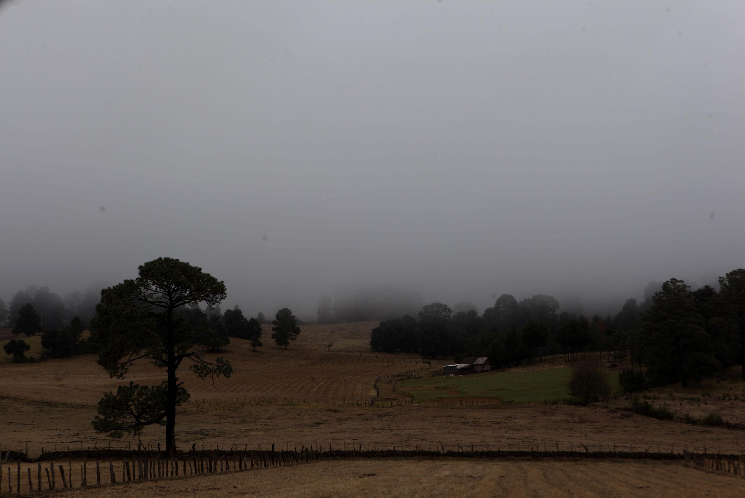Asesinan a Guadalupe Campanur, líder comunitaria en Cherán, Michoacán