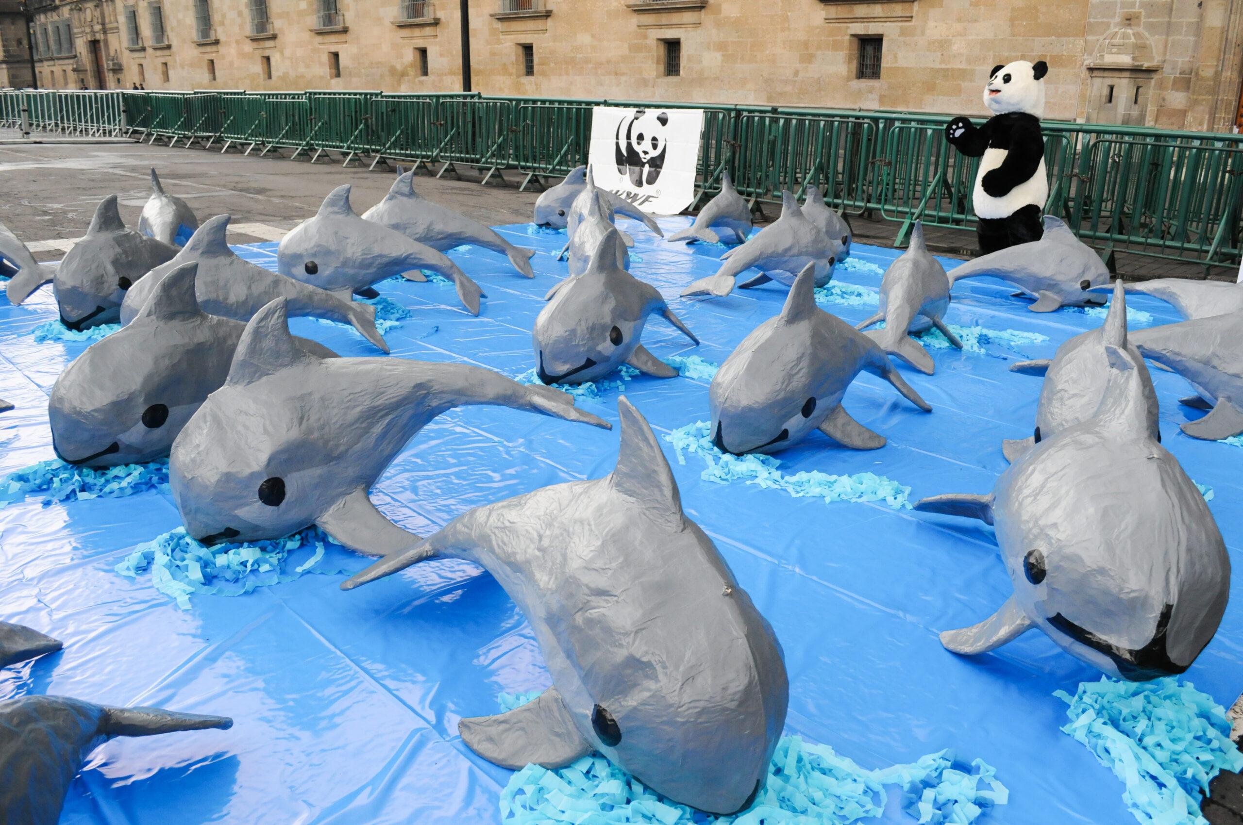 Una red de ONG tiene un plan para blindar el santuario de la vaquita y salvarla de la extinción