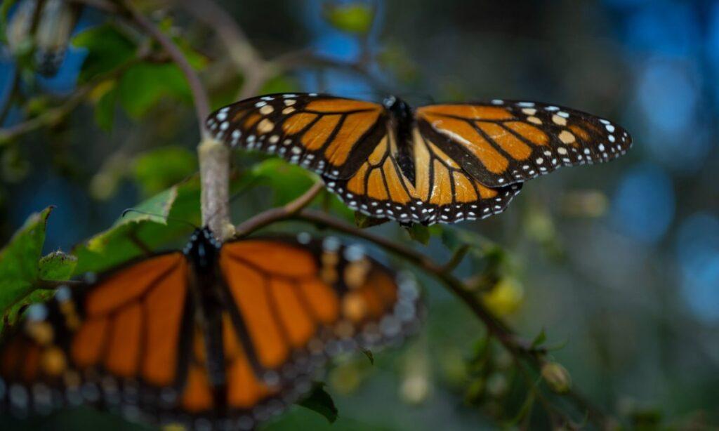 ¿Cuántas más, humanidad? *La mariposa monarca entra a la lista roja* de especies amenazadas