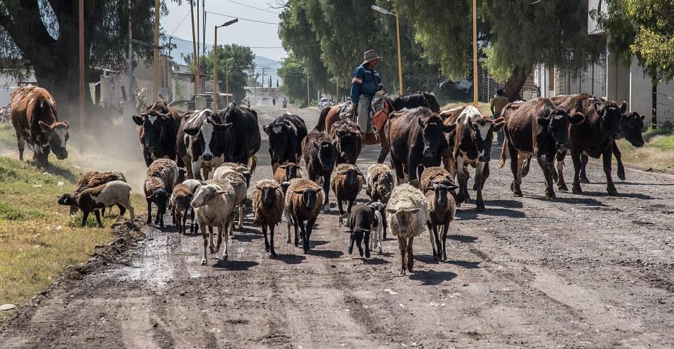 Secretaría de Agricultura tiene ‘en pausa’ los apoyos para ganaderos