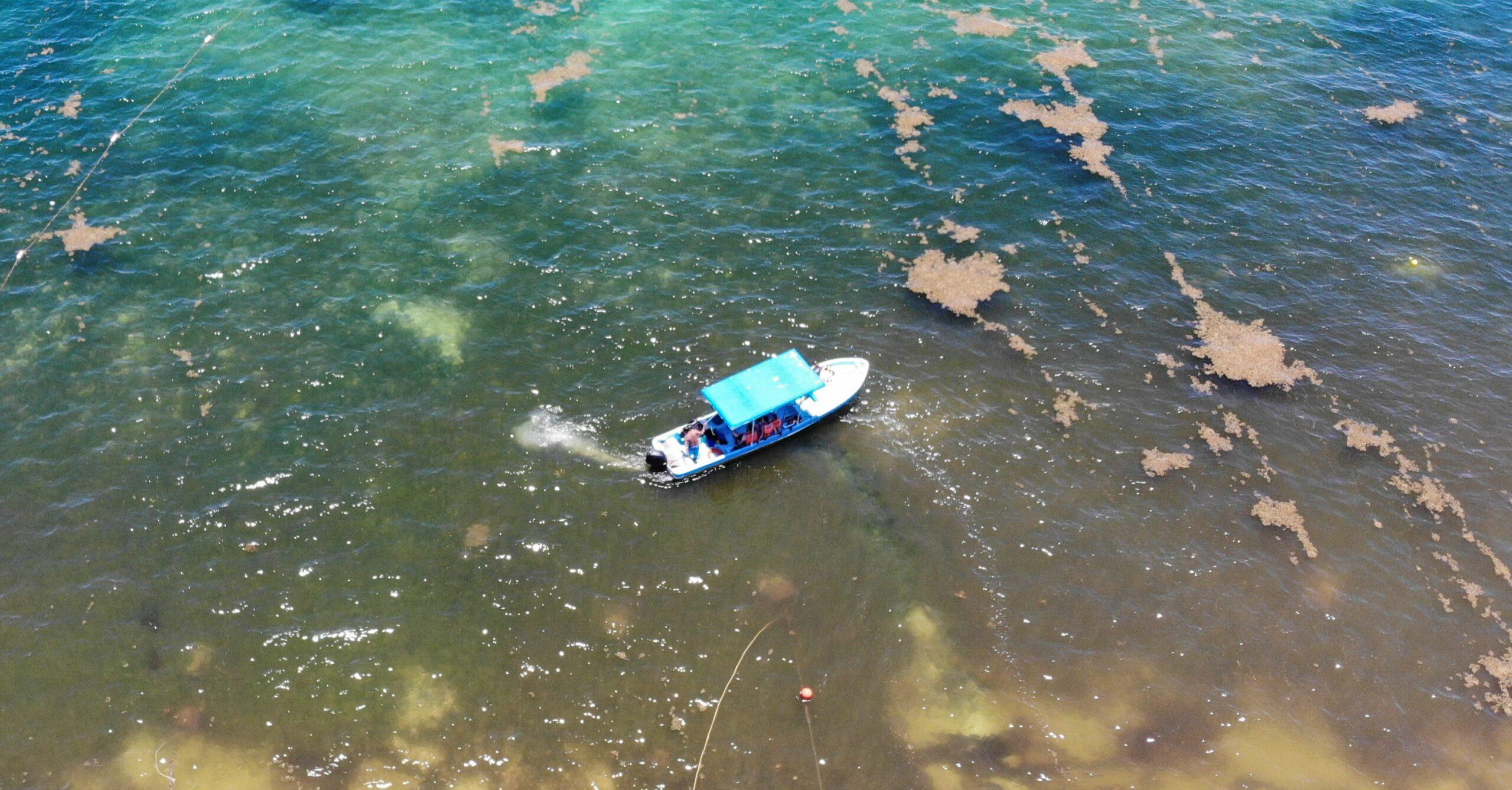 Hallan el “cinturón de sargazo” más grande del mundo flotando en Golfo de México