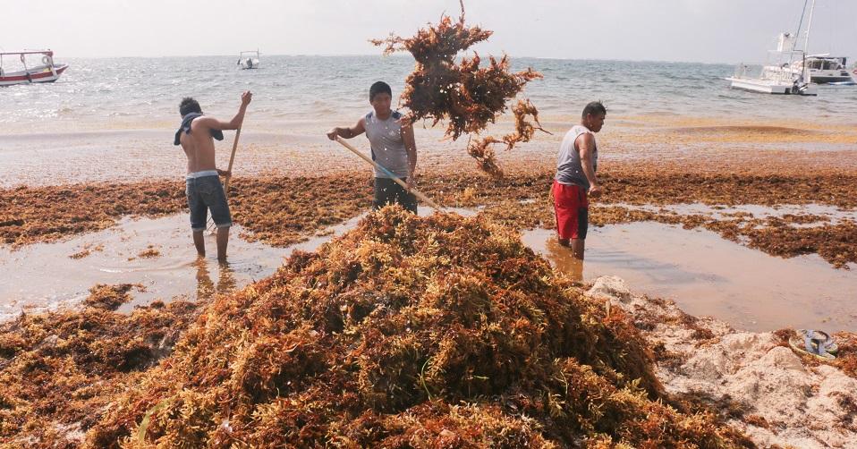 Quintana Roo vs el sargazo: el estado lucha contra la macroalga, pero requiere ayuda federal