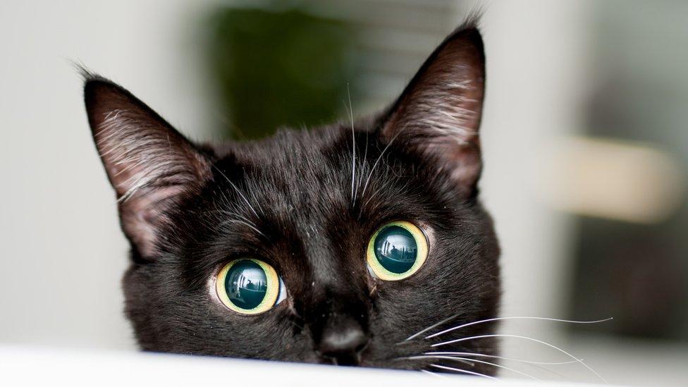 La sorprendente resolución del misterio del “asesino de gatos” de Londres