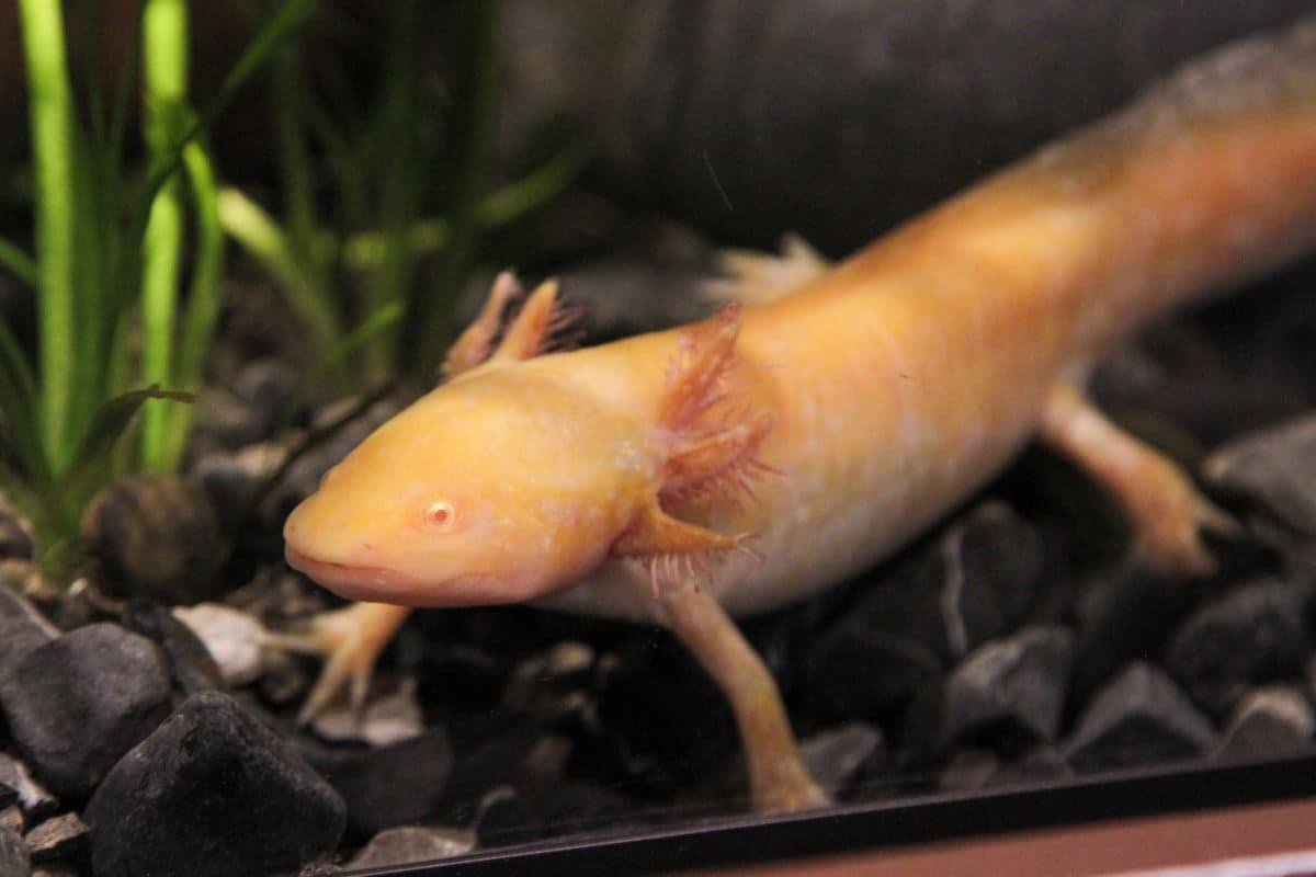 ¡Vamos a conocerlo y GRATIS! Así es Anfibium, el Museo del Ajolote en Chapultepec