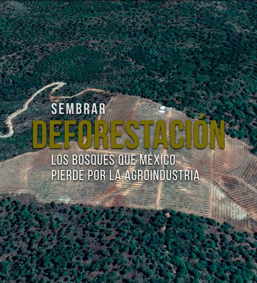 sembrando-deforestacion-en-mexico
