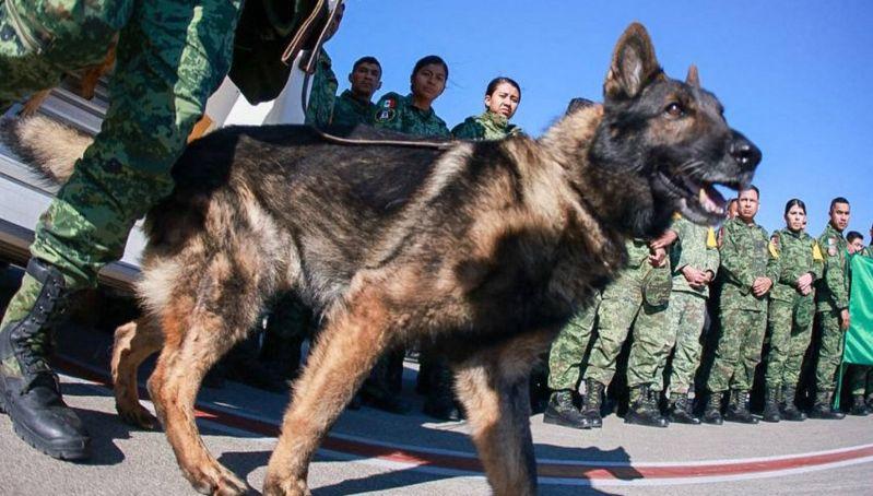 Un héroe de México y el mundo: Levantarán monumento a Proteo, el perrito rescatista, en Estambul