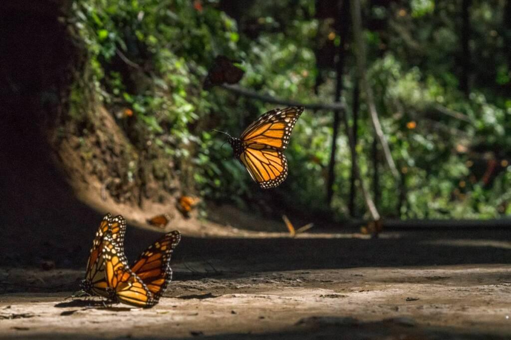 Presencia de la mariposa monarca en bosques de México disminuye 22%