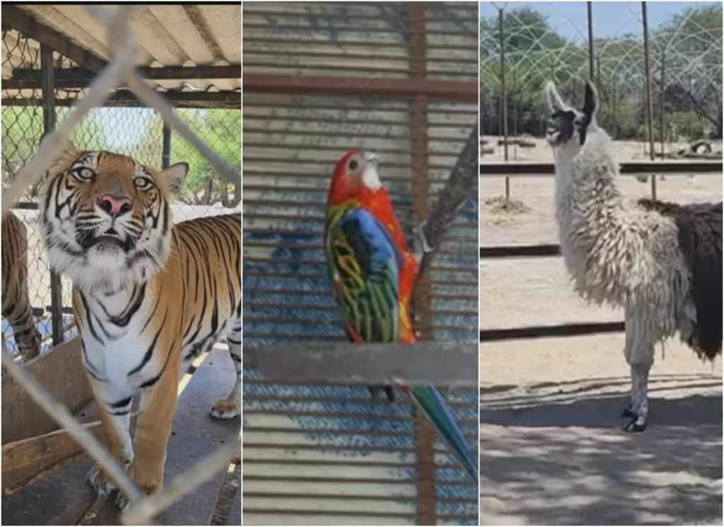 Leones, águilas y una llama: FGR asegura 56 animales silvestres en finca de Jalisco