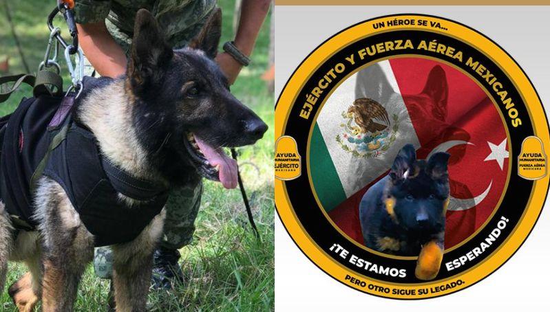 El legado de Proteo sigue vivo: llegará cachorro turco a los binomios caninos de la Sedena