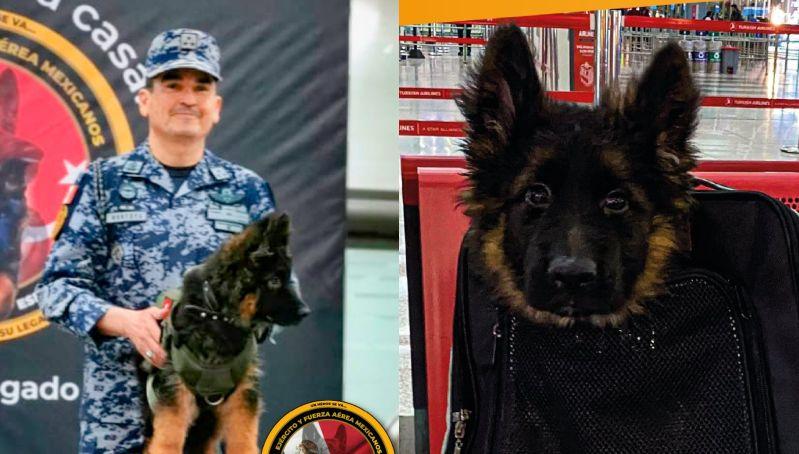 ¡De Turquía para México! Ya llegó el cachorro que seguirá legado de Proteo y todavía puedes votar por su nombre
