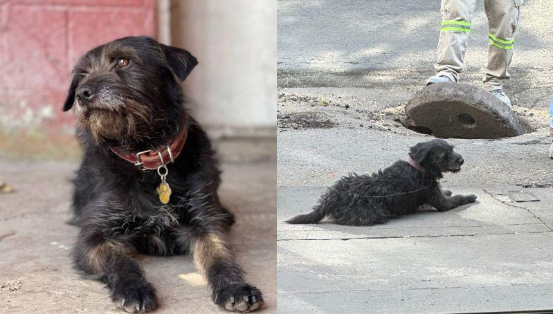 Cejas, el perrito rescatado y ‘chambeador’ de Servicios Urbanos en la CDMX