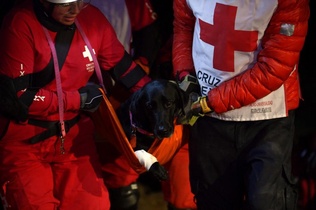 Perros rescatistas mexicanos: ¡así entrenan estos peluditos para salvar vidas!