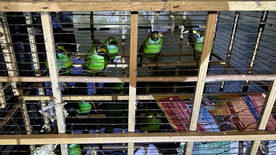 Policía de CDMX asegura 1,500 aves de especies en peligro y droga en Iztapalapa