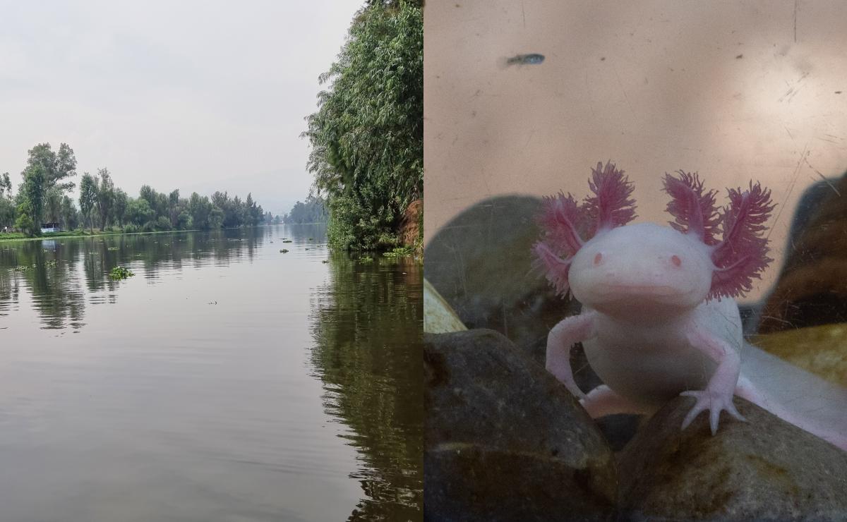 El ajolote y Xochimilco: el trabajo importantísimo de preservar este ecosistema de la CDMX